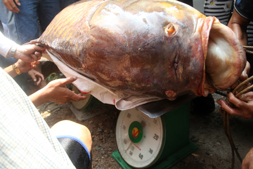 Những loại cá đắt như vàng ở Việt Nam 3