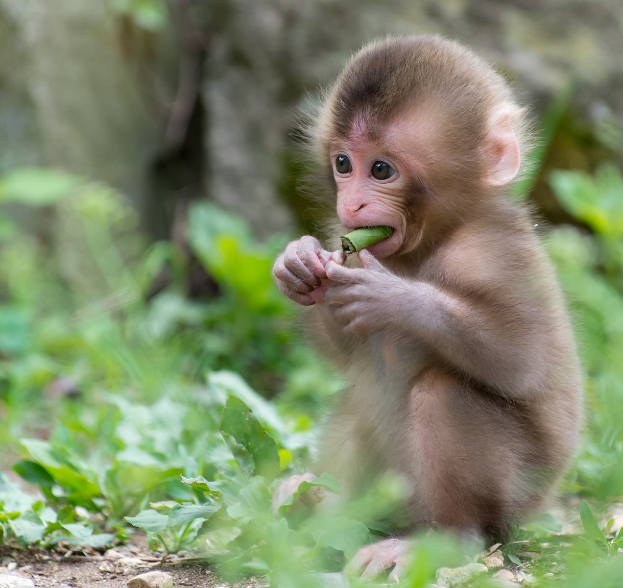 Những bức ảnh đáng yêu về hình ảnh chú khỉ dễ thương và đầy sinh động