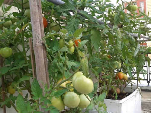 5 bước trồng rau sạch tại nhà theo bí quyết của Bác sĩ ung bướu