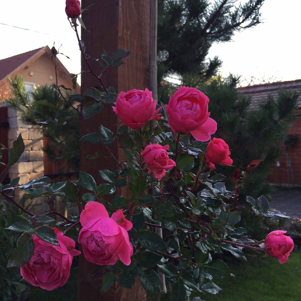 Ngắm vườn hồng nở bung, đẹp như cổ tích của mẹ Việt ở Hungary 13