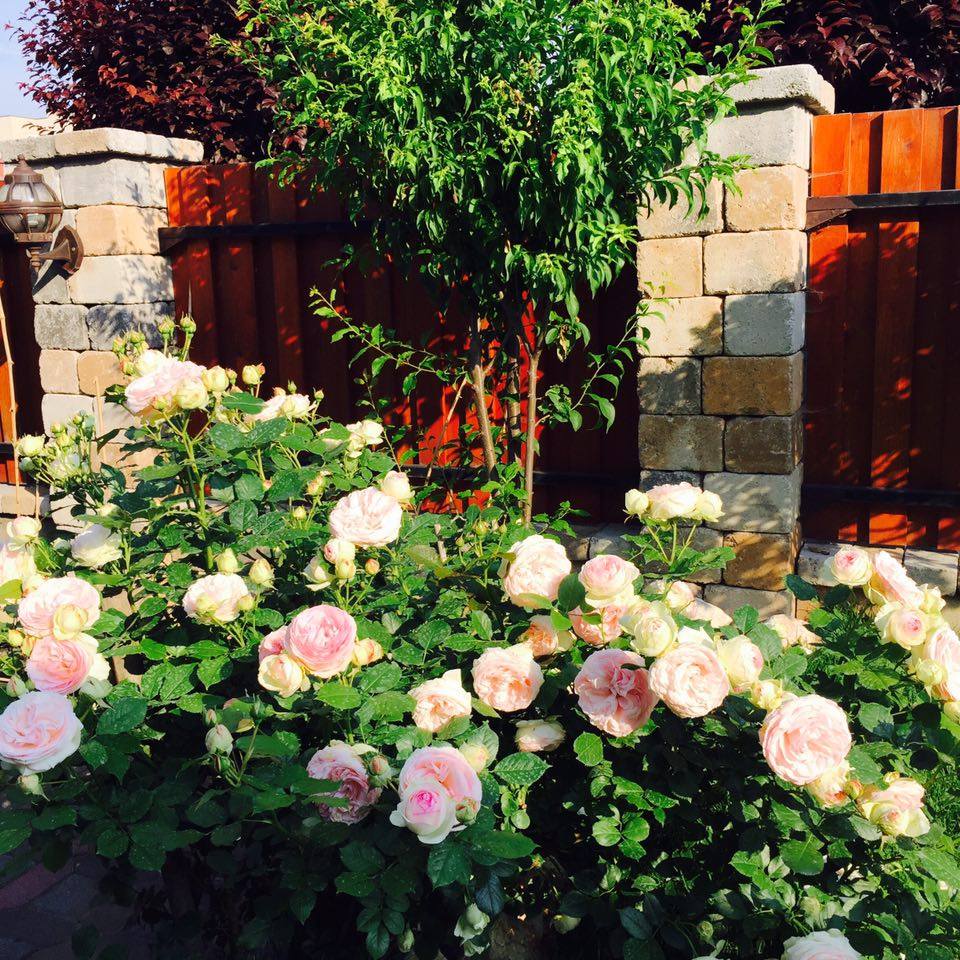 Ngắm vườn hồng nở bung, đẹp như cổ tích của mẹ Việt ở Hungary 1