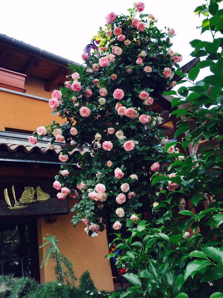 Ngắm vườn hồng nở bung, đẹp như cổ tích của mẹ Việt ở Hungary 12