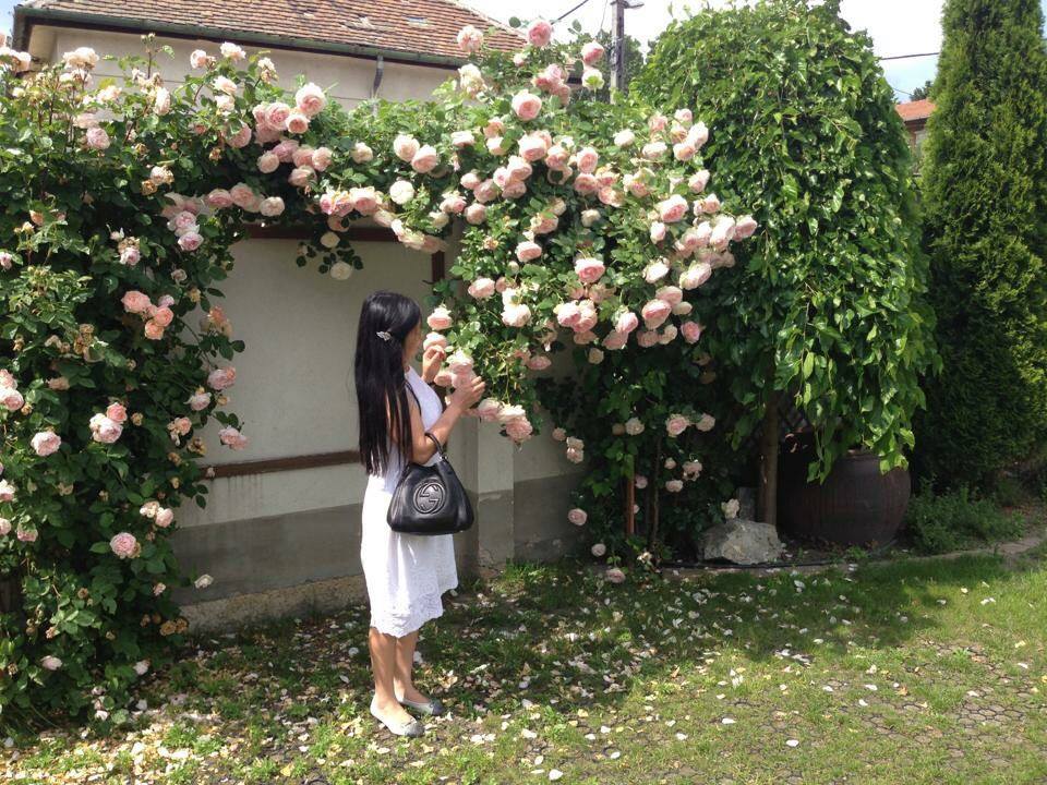 Ngắm vườn hồng nở bung, đẹp như cổ tích của mẹ Việt ở Hungary 8