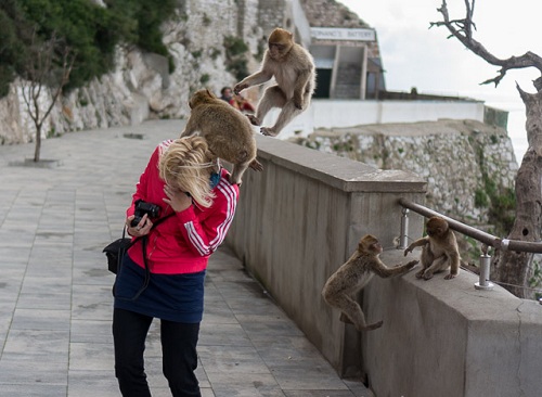 Khỉ móc túi du khách ở đảo BaLi