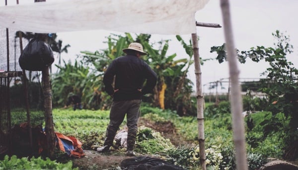 Chẳng buồn cắt hoa đi bán, người trồng ly khóc lo mất Tết