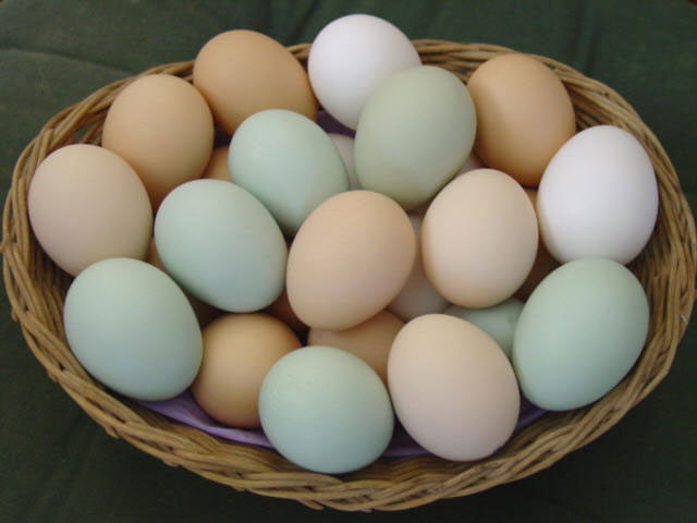 lợi ích từ trứng gà