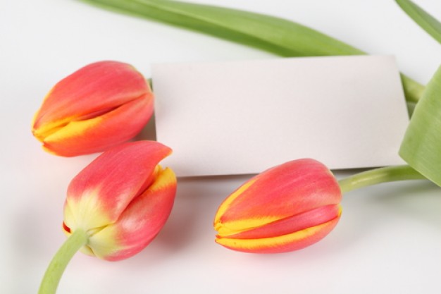 7 loài hoa có thể thay thế hoa hồng trong ngày valentine