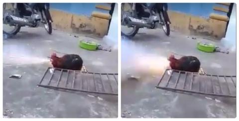 Thanh niên Việt đốt pháo trong miệng gà trống bị dân mạng lên án gay gắt. Ảnh cắt từ clip