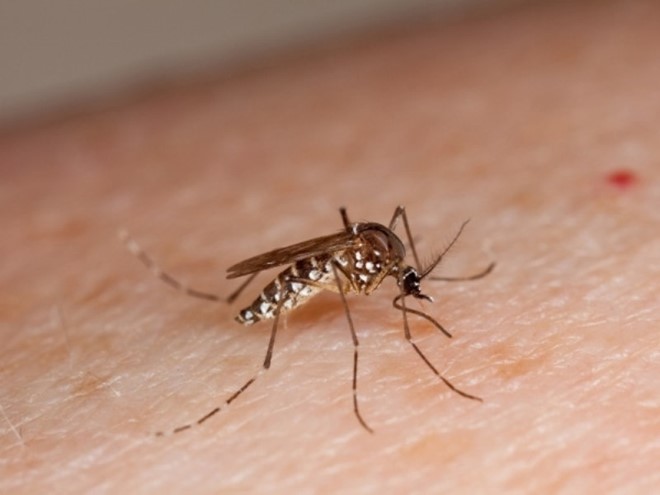 Bộ Y Tế khuyến cáo toàn dân thực hiện phòng bệnh do virus Zika