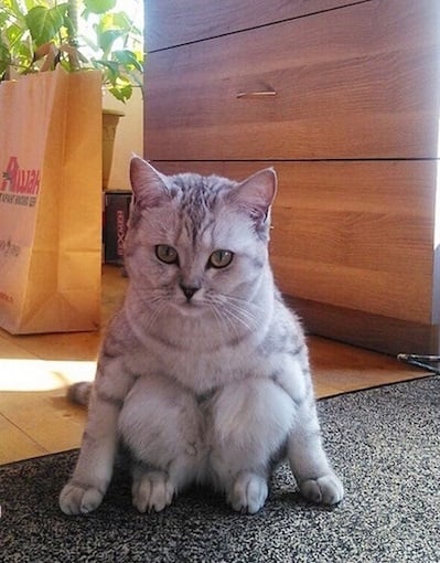Mèo ngồi: \