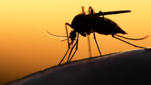 Virus Zika có thể gây ra chứng rối loạn thần kinh nguy hiểm