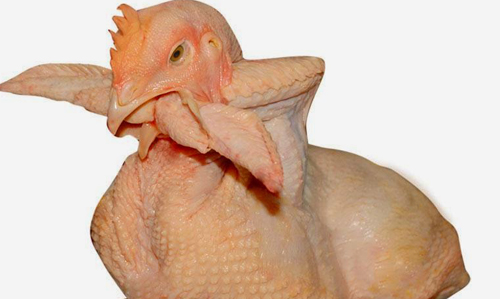 ăn thịt gà không đúng cách hại cho sức khoẻ 