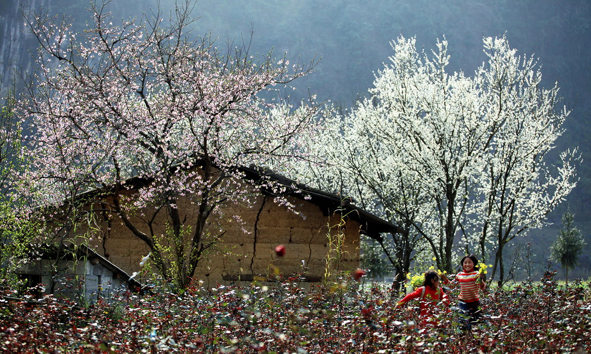Tháng 3 ngắm hoa ban khoe sắc giữa núi rừng Tây Bắc