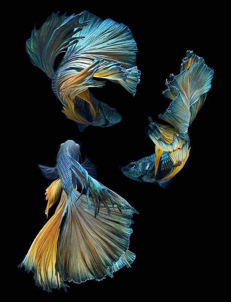 250 Hình Nền Cá 3D Đẹp Sinh Động Nhất Thế Giới Thủy Sinh