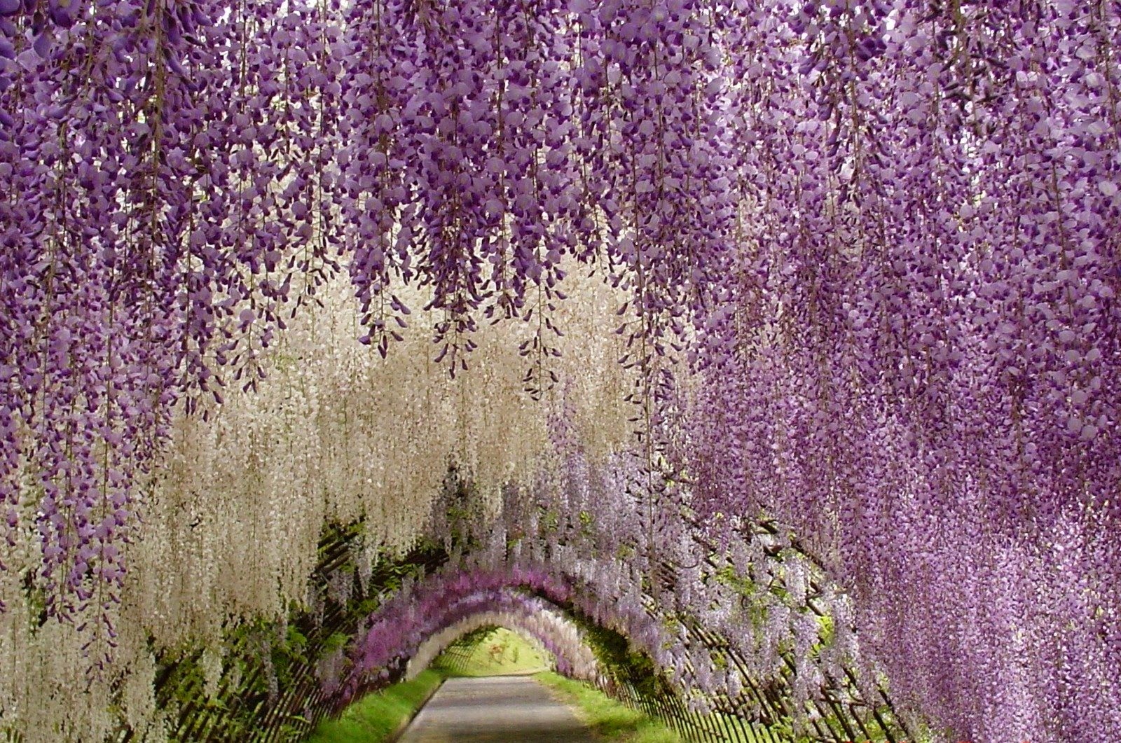 Những cảnh đẹp sẽ khiến bạn phải “kinh ngạc” khi đến Nhật Bản