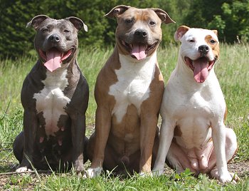 5 loài chó dữ có xu hướng cắn chủ nhất thế giới