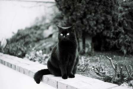 Tại sao mèo đen được coi là mang đến điềm 