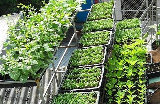 Các bước xây dựng vườn rau hữu cơ organic cho người mới bắt đầu  Hafiquacen