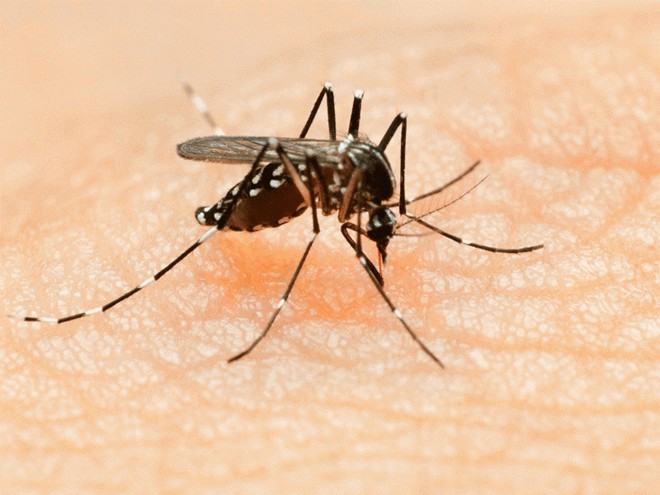 Loại muỗi lấy truyền Virus Zika nguy hiểm thế nào?