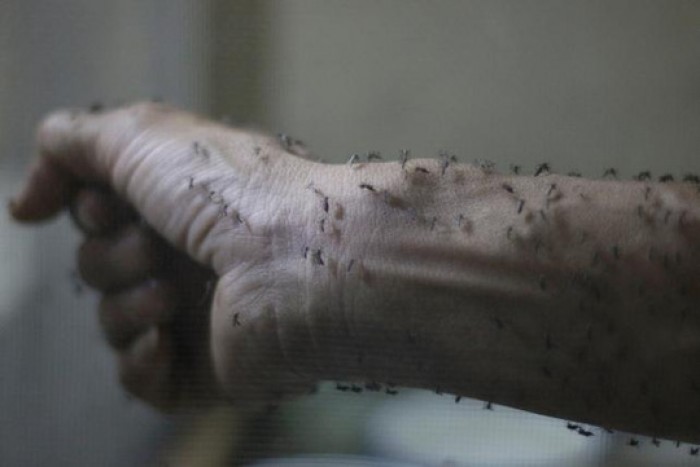 Việt Nam hoàn toàn chủ động phòng chống dịch bệnh do virus Zika