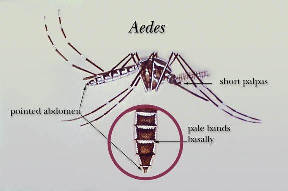 Tổng hợp thông tin về virus Zika ăn não trẻ sơ sinh