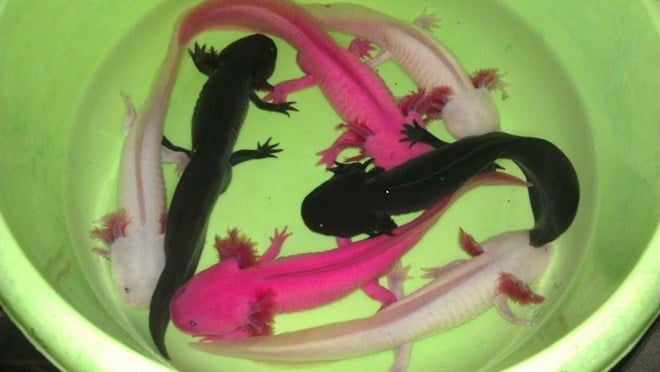 Axolotl  Loài kỳ nhông có nhiều đặc tính kỳ lạ ở Mexico  Đài Truyền hình  TPHCM