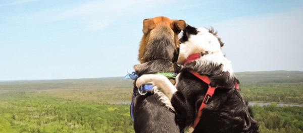 Hai chú chó “ôm nhau” làm tan chảy trái tim cư dân mạng