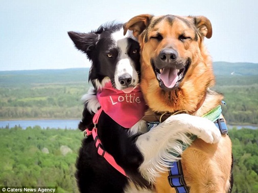 Chú chó ôm nhau: Điều gì có thể đáng yêu hơn khi chú chó quấn quýt ôm lấy bạn thân? Hãy xem hình ảnh này để thấy tình bạn đáng ngưỡng mộ của chú chó nhé!