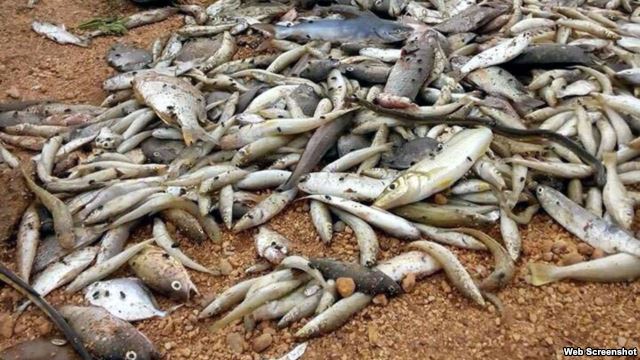 Toàn cảnh vụ cá chết hàng loạt ở miền Trung