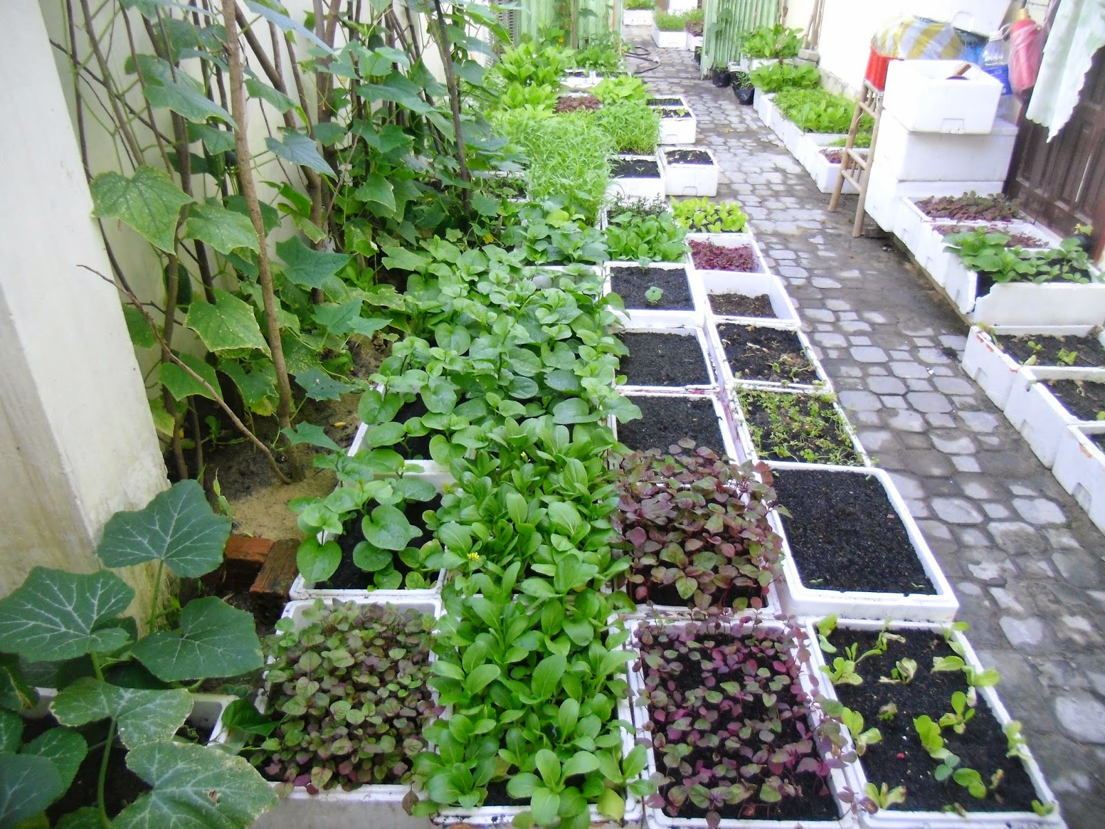 Bí quyết đơn giản để trồng rau sạch ở ban công ăn quanh năm 
