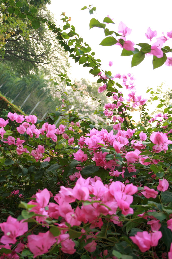 Cách trồng hoa giấy nở đẹp quanh năm