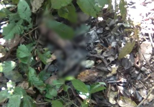 Nghi án nữ sinh lớp 7 bị sát hại, bỏ xác trong rừng