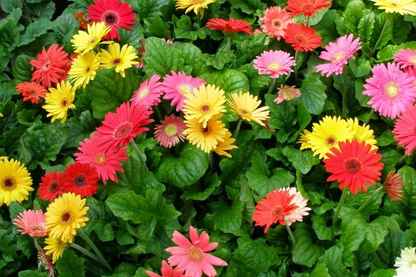 7 Loại hoa nên trồng trong vườn để mang đến thịnh vượng