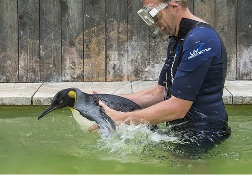 Hi hữu chim cánh cụt phải tập bơi vì…sợ nước