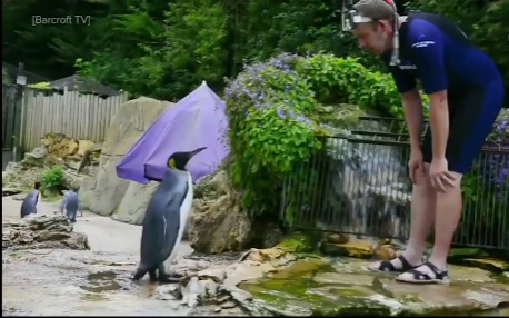 Hi hữu chim cánh cụt phải tập bơi vì…sợ nước