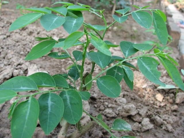 Mô tả ảnh.