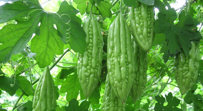 Mô tả ảnh.