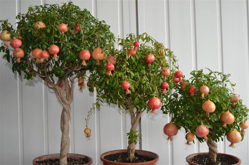12 loại cây nên trồng để rước may mắn và tài lộc vào nhà