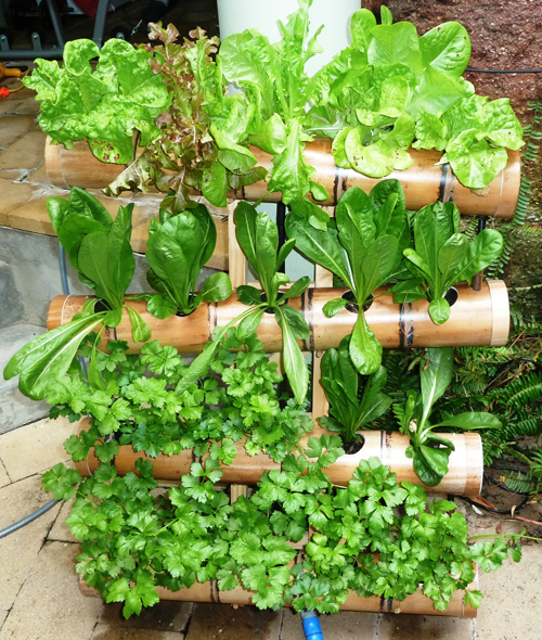 Những vườn rau xanh mơn mởn được trồng trong ống tre và ống nhựa  PVC
