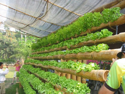 Những vườn rau xanh mơn mởn được trồng trong ống tre và ống nhựa  PVC