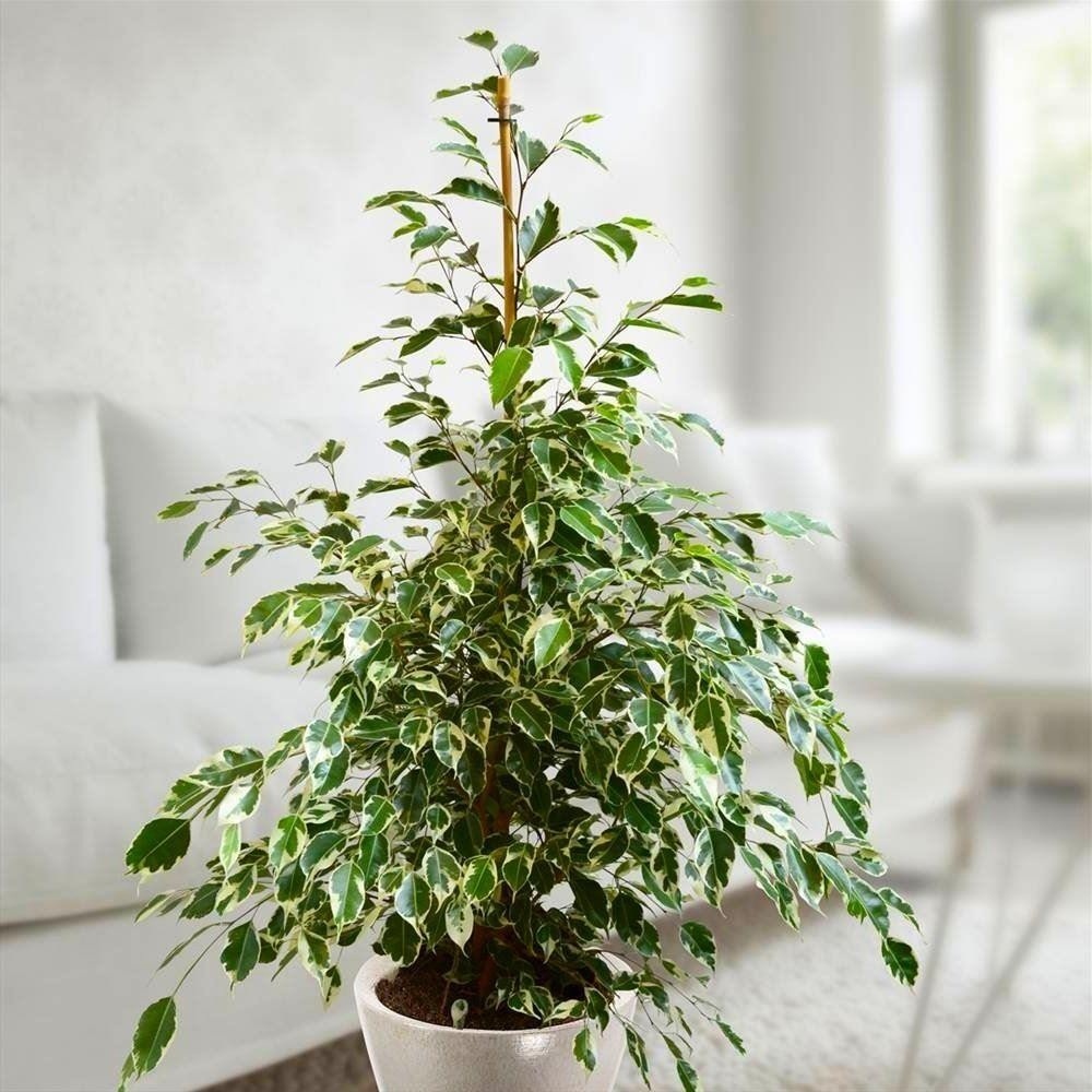 7 loại cây “máy lọc không khí”, chống bức xạ nhất định phải trồng