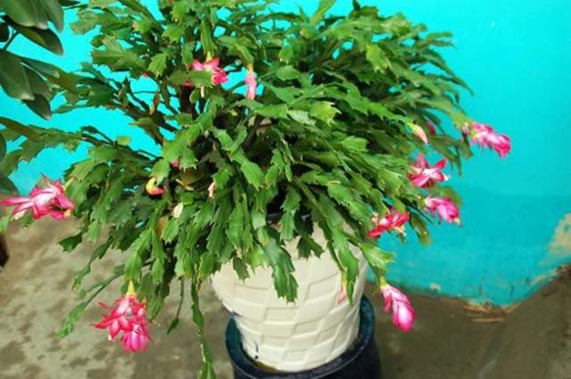 7 loại cây “máy lọc không khí”, chống bức xạ nhất định phải trồng