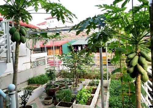 Trồng vườn rau xanh mướt “siêu sạch” trên sân thượng gia đình