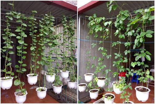 Trồng vườn rau xanh mướt “siêu sạch” trên sân thượng gia đình