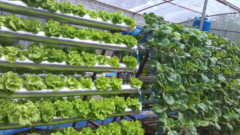 Tiết kiệm không gian với vườn rau được trồng trong ống nhựa PVC