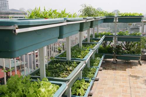Khu vườn sau 2 tháng tràn ngập rau xanh trên sân thượng ở Hà Nội