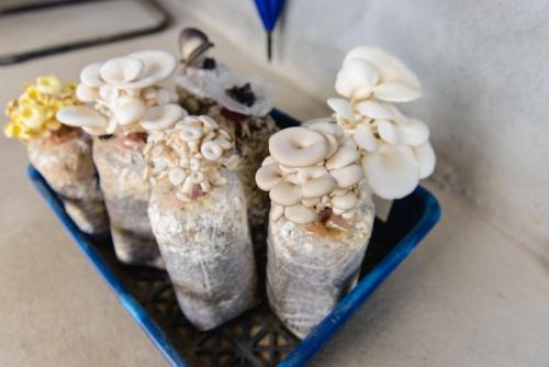 Cách trồng nấm đơn giản mà siêu sạch tại nhà cho chị em