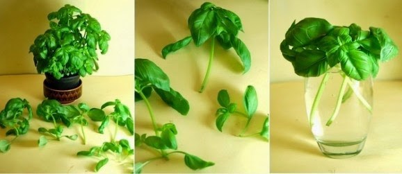 5 loại cây ‘trồng một lần ăn cả đời’ ngay trong bếp nhà bạn