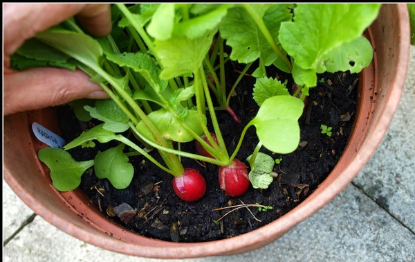 Dễ dàng trồng 7 loại rau mùa lạnh tại nhà cho chị em (P.2)