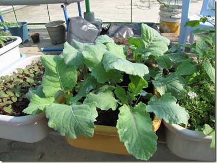 Dễ dàng trồng 7 loại rau mùa lạnh tại nhà cho người mới bắt đầu